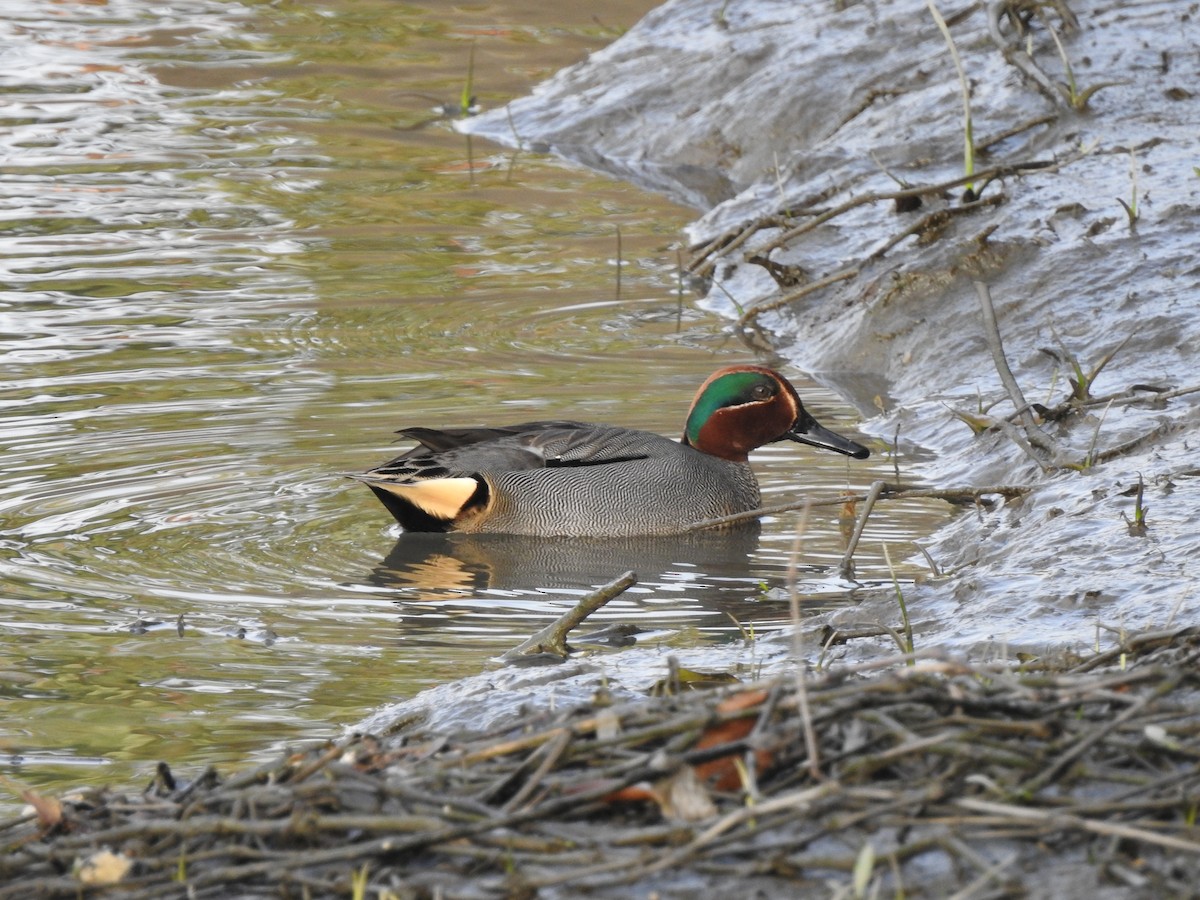 Green-winged Teal (Eurasian) - ML92018271