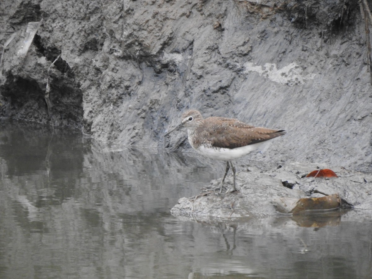 Green Sandpiper - ML92018741