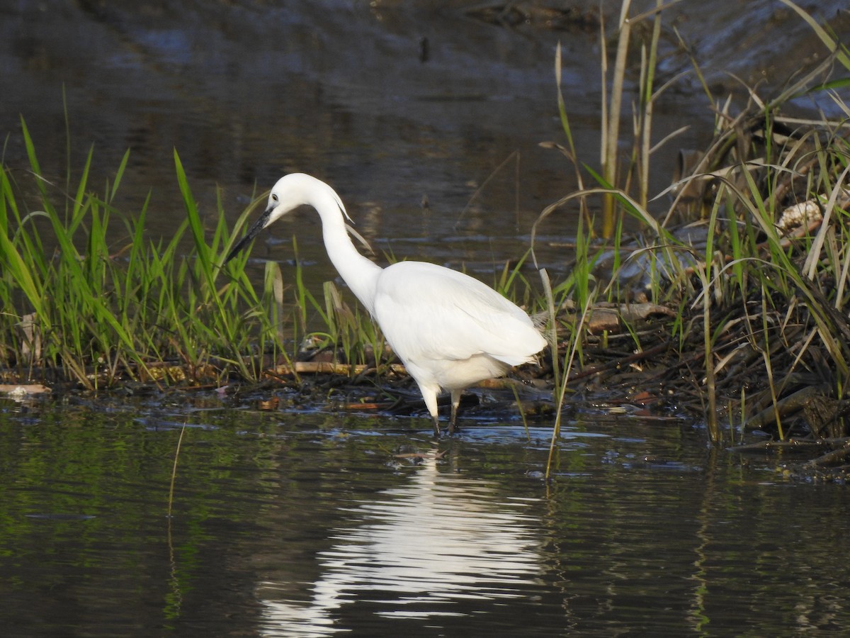 Little Egret (Western) - Qiongyu Zeng