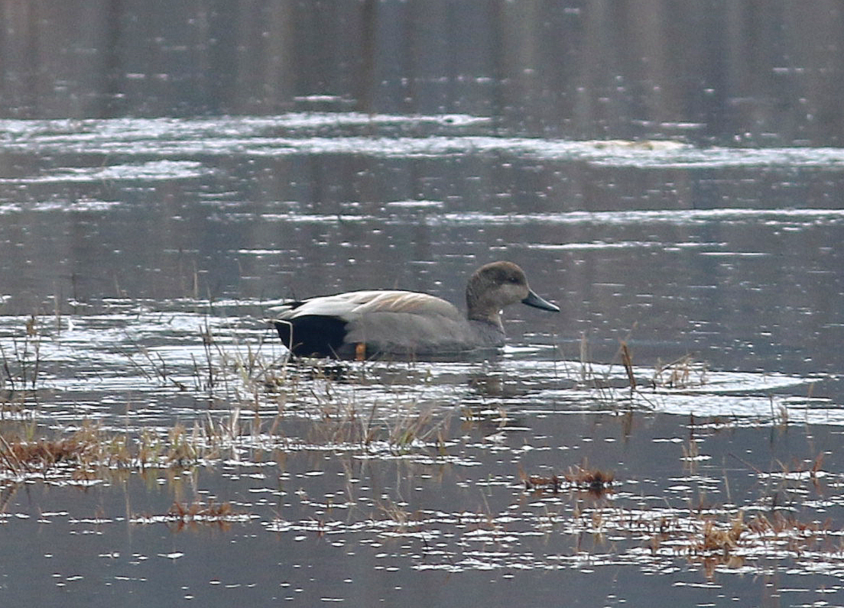 Gadwall - Mike Fahay