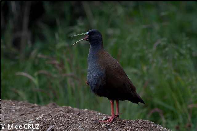 Plumbeous Rail - ML92019771