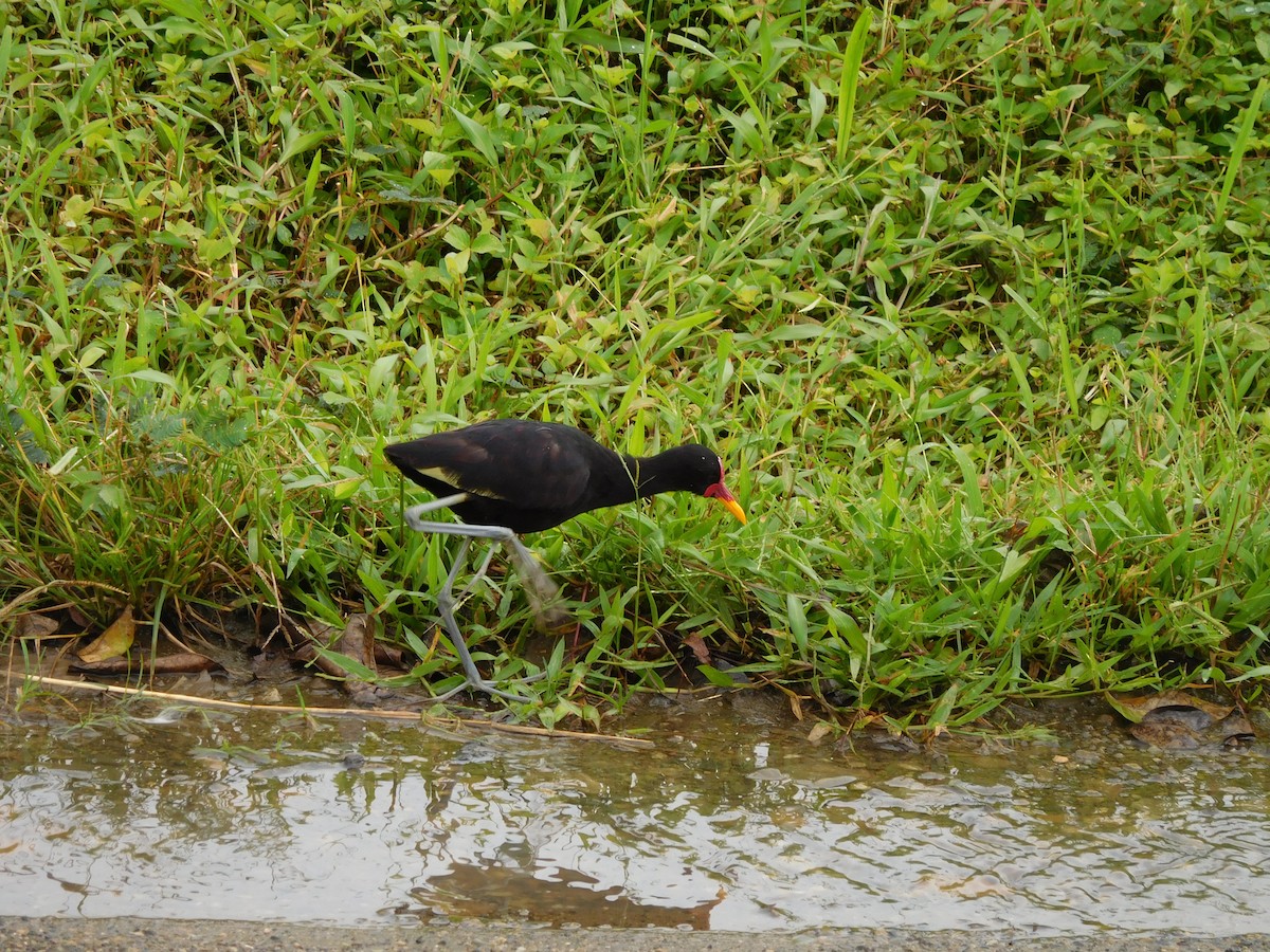 Wattled Jacana - ML92019781