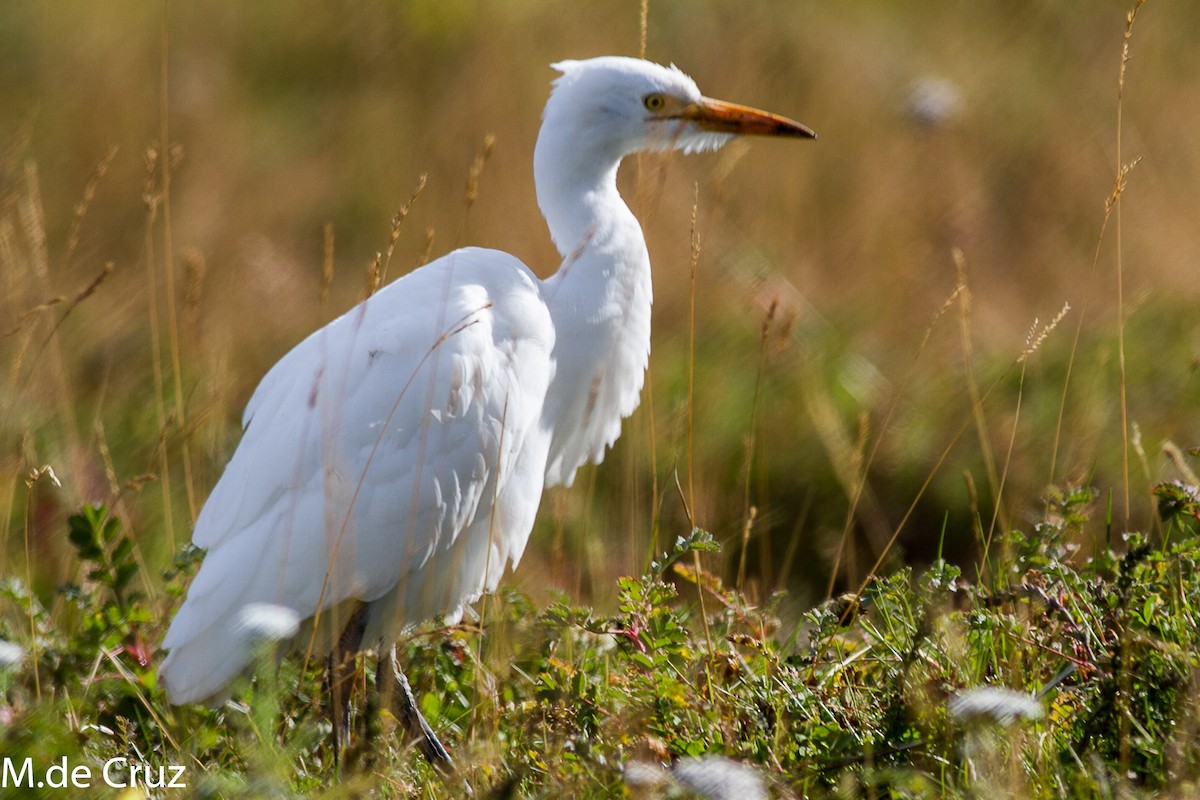 Western Cattle Egret - ML92021291