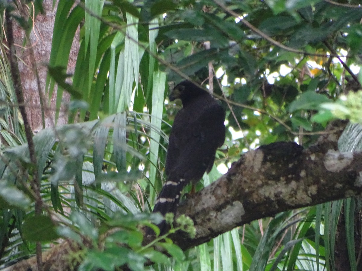 Collared Forest-Falcon - ML92022011