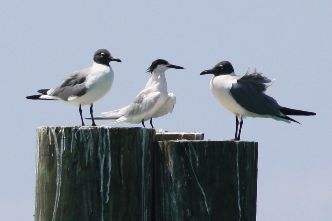 Sandwich Tern - ML92022371