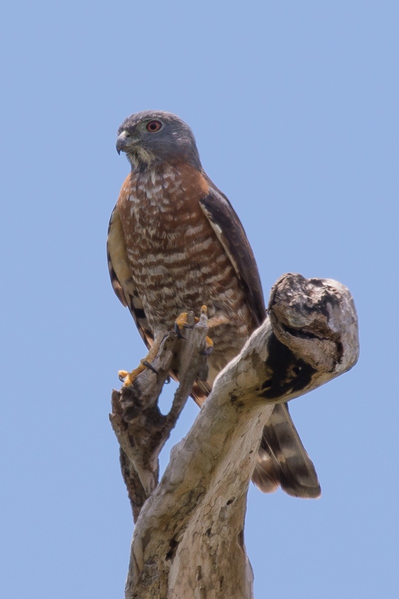 Double-toothed Kite - ML92022561