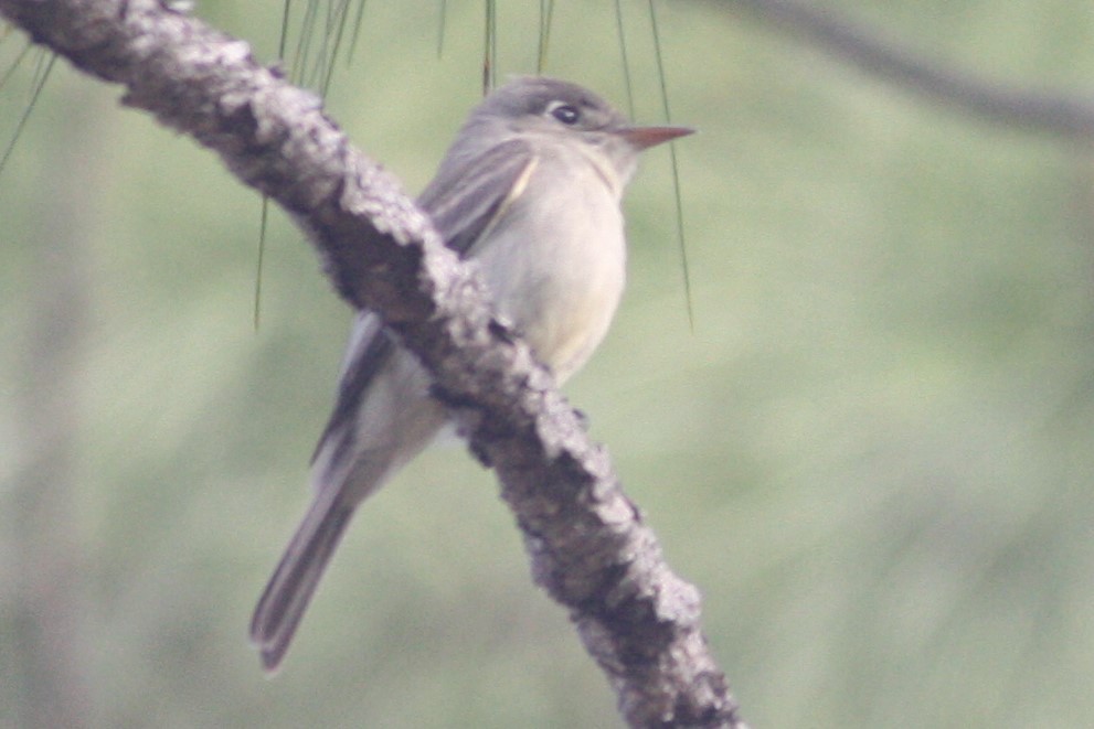 Cuban Pewee - ML92023461