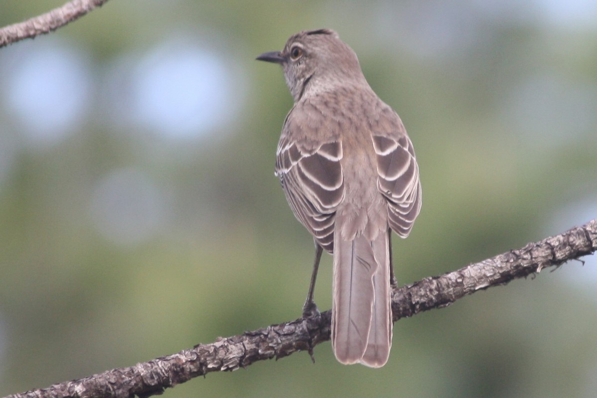 Bahama Mockingbird - ML92023511