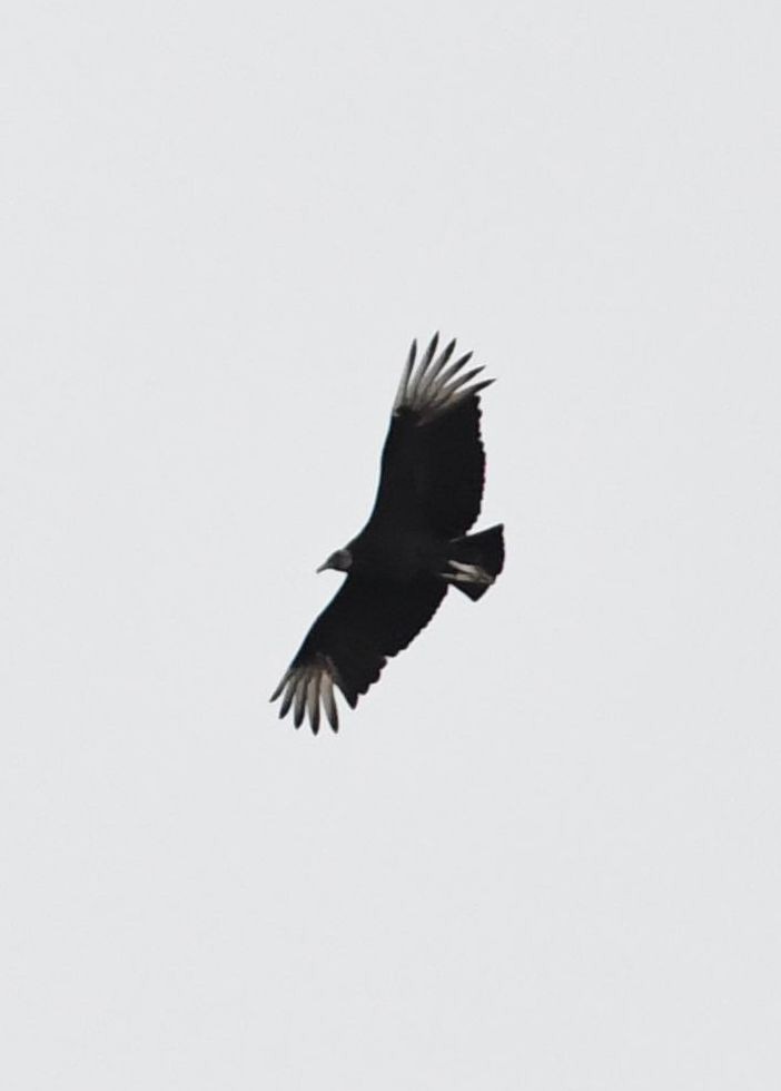 Black Vulture - ML92023681