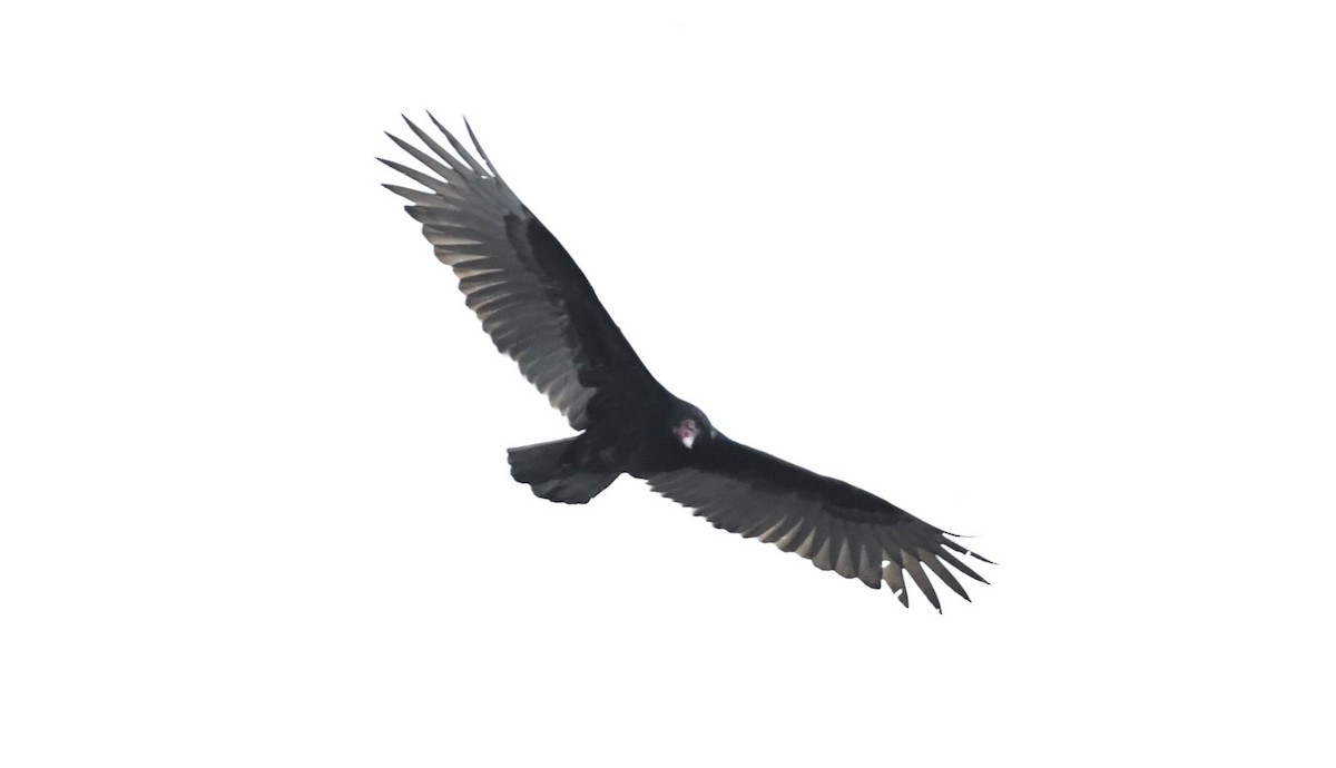 Turkey Vulture - ML92023691