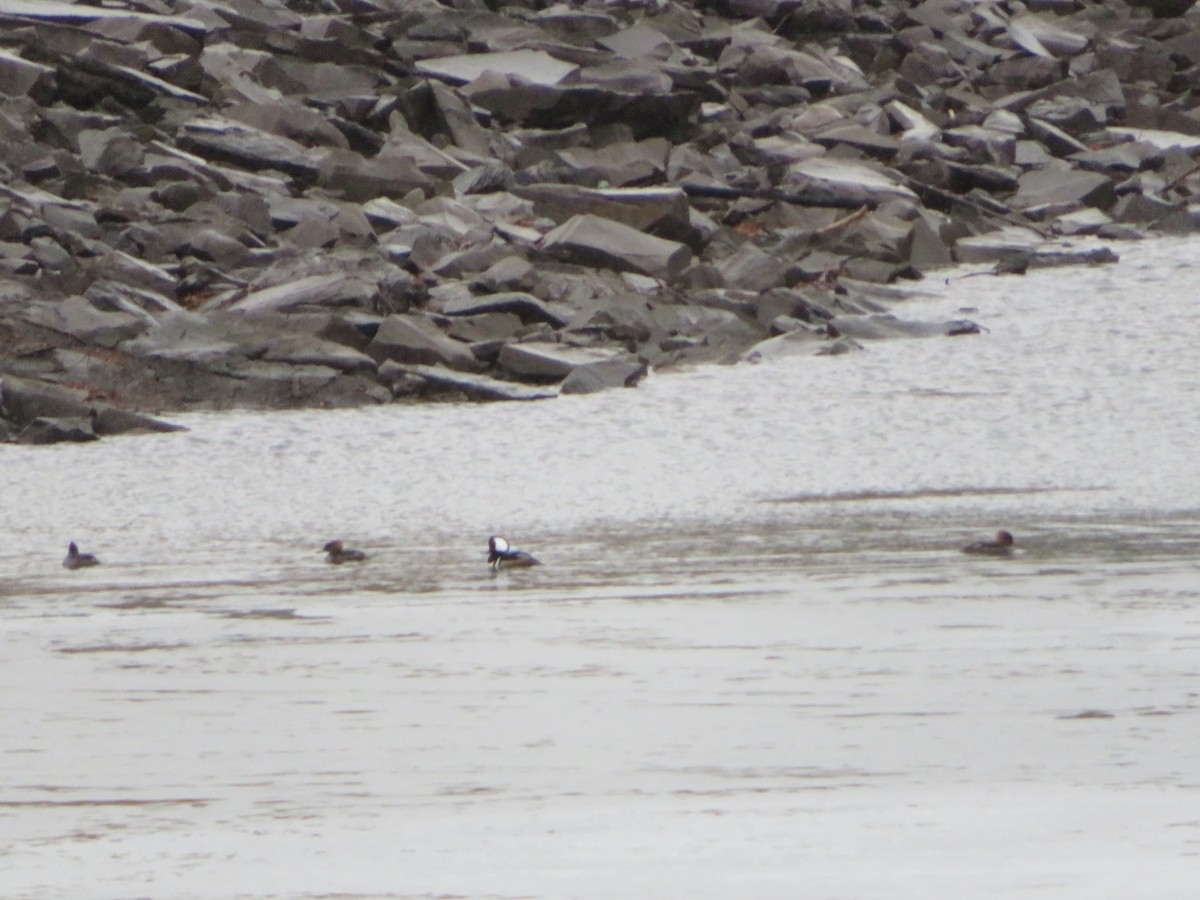 Hooded Merganser - ML92024061