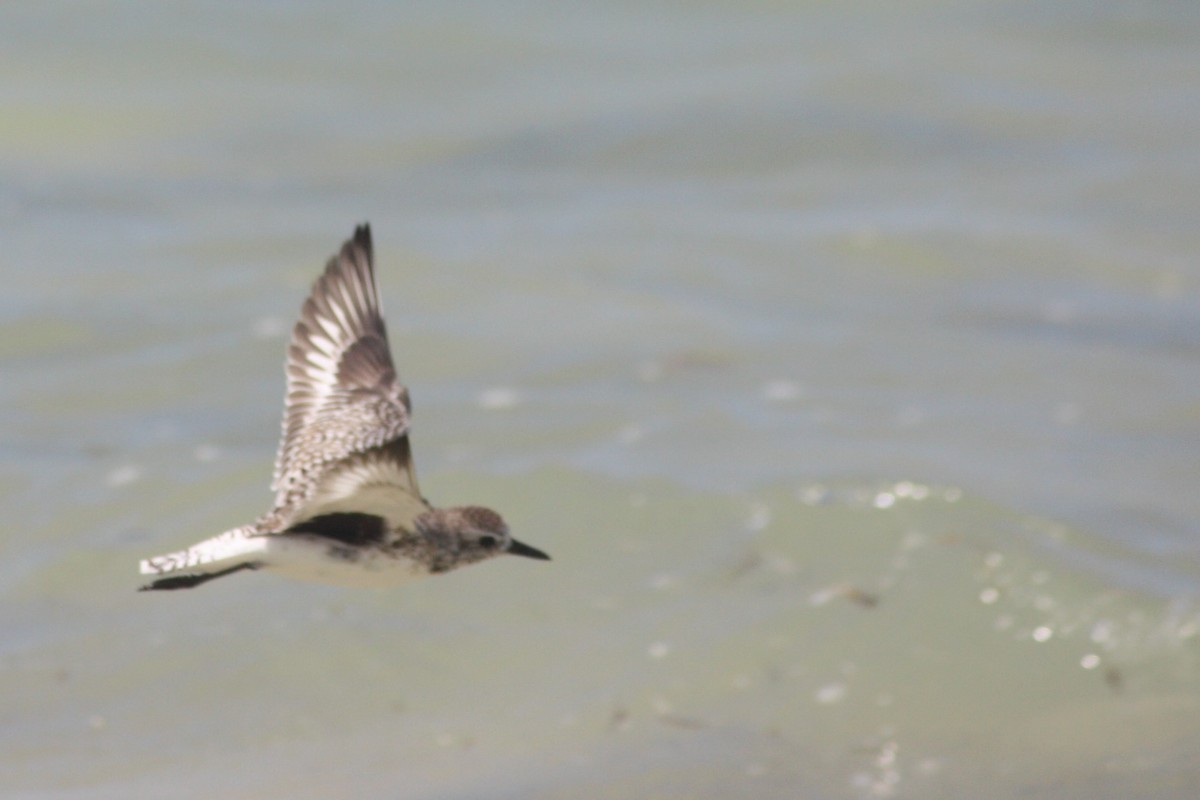 Black-bellied Plover - ML92024081