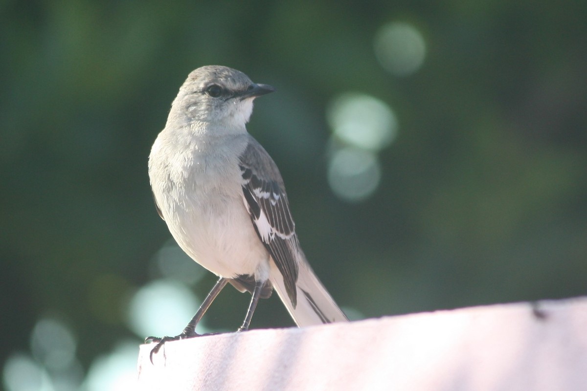 Northern Mockingbird - ML92024321