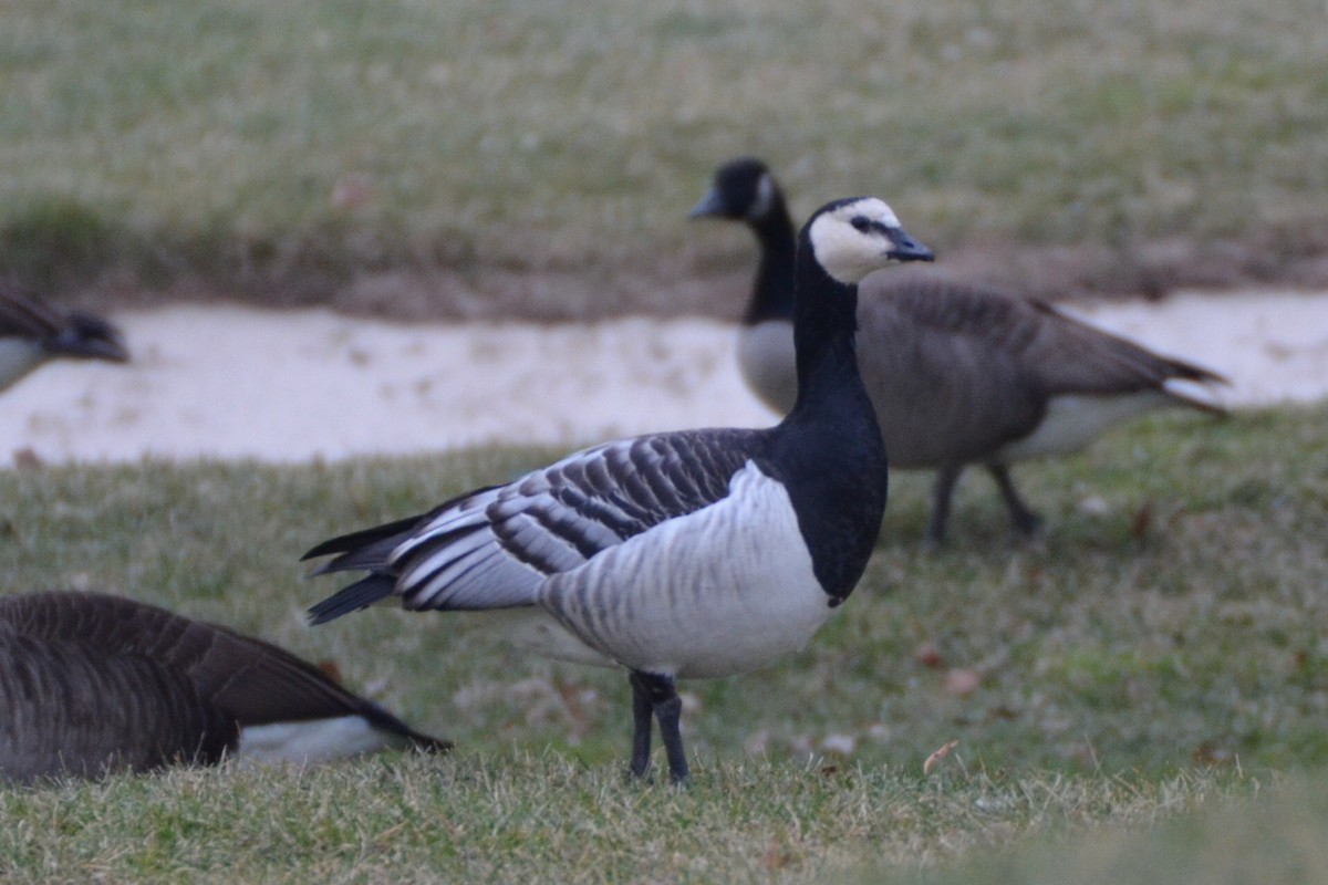 Barnacle Goose - ML92026161