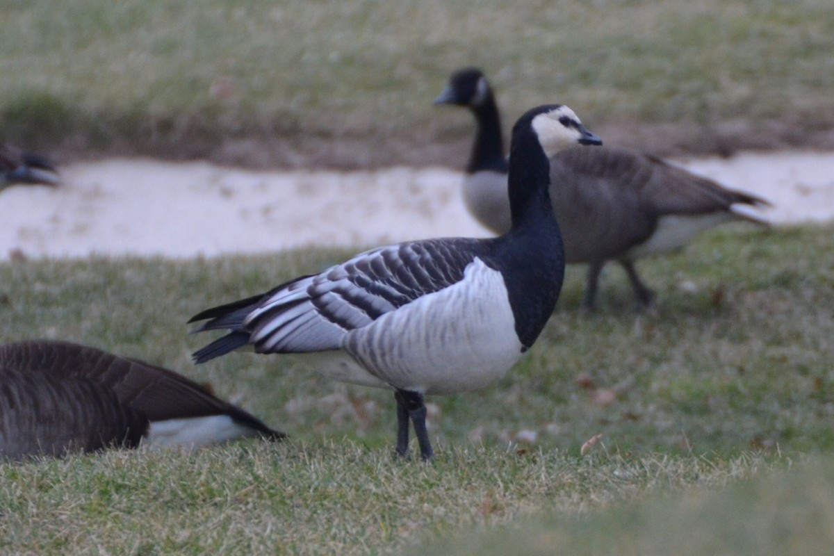 Barnacle Goose - ML92026171