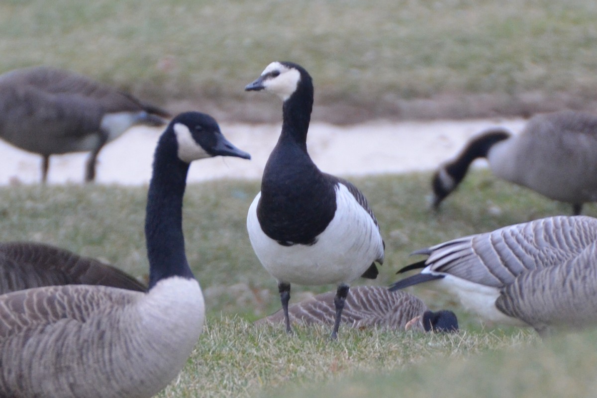 Barnacle Goose - ML92026181