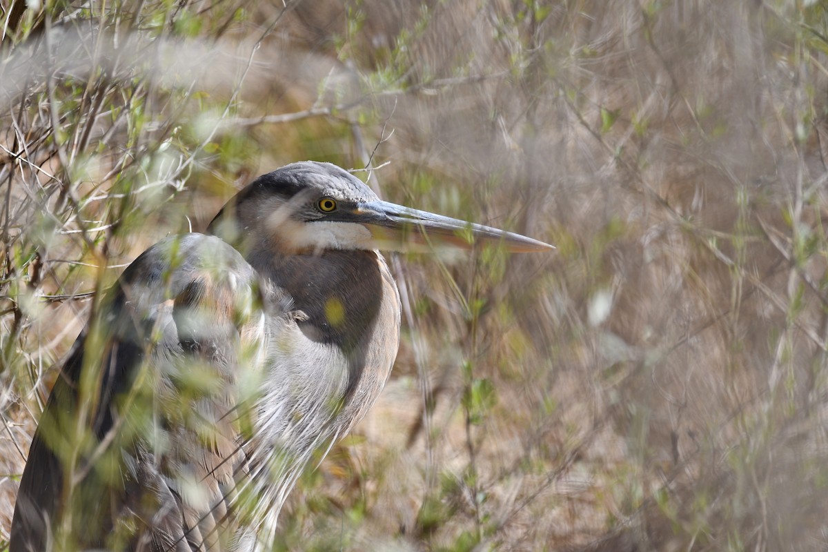 Great Blue Heron - ML92026241