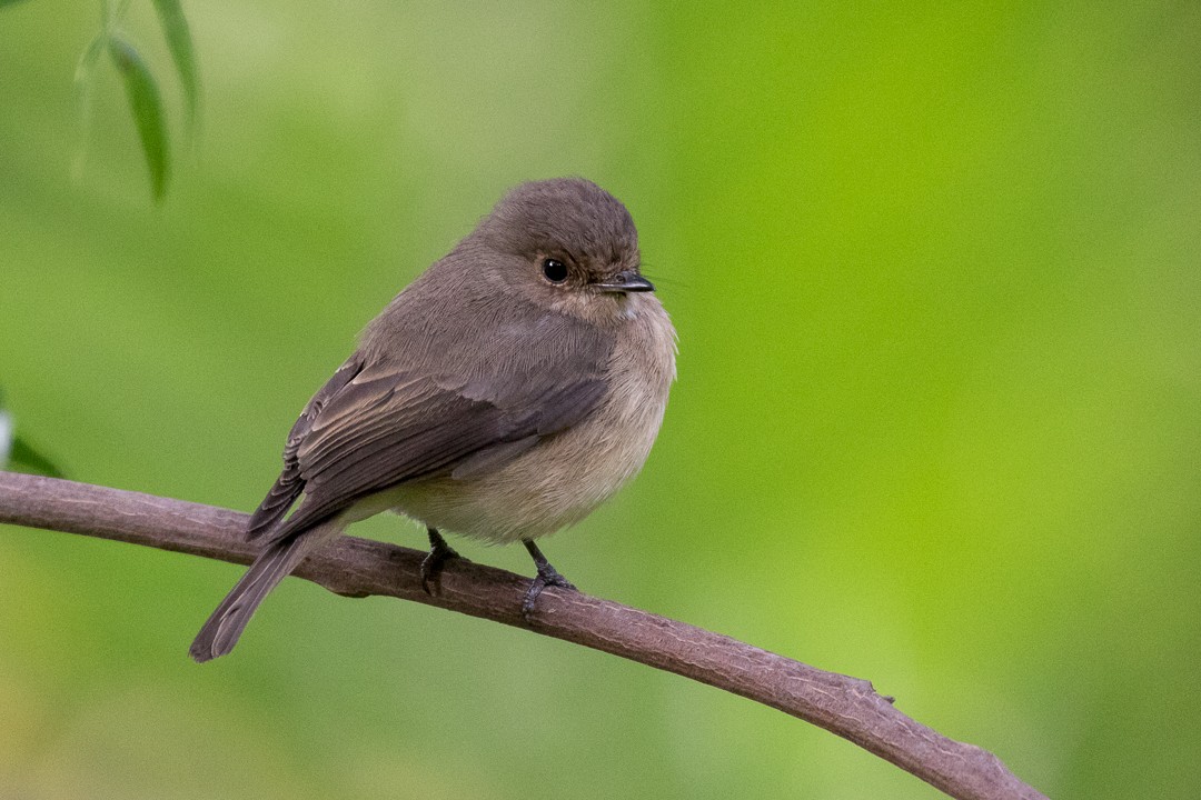 African Dusky Flycatcher - ML92026281