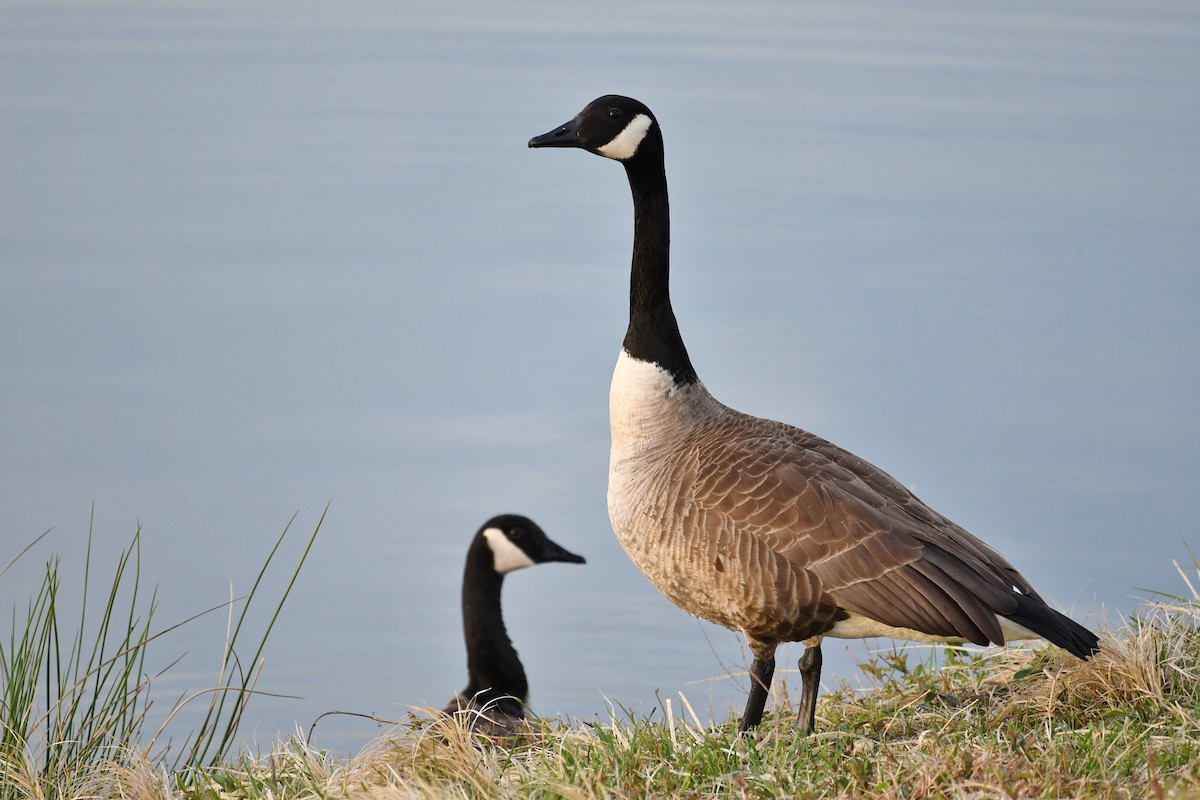 Canada Goose - ML92026431