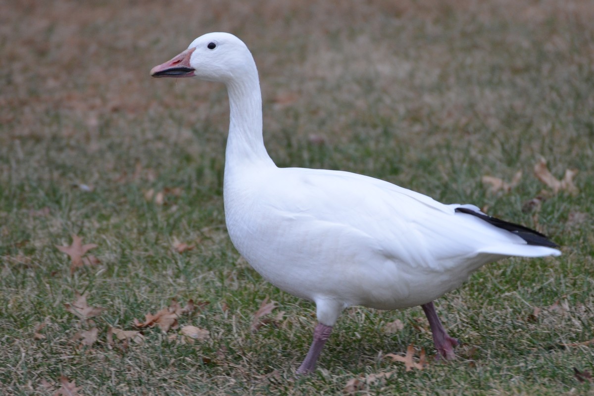 Snow Goose - ML92026521