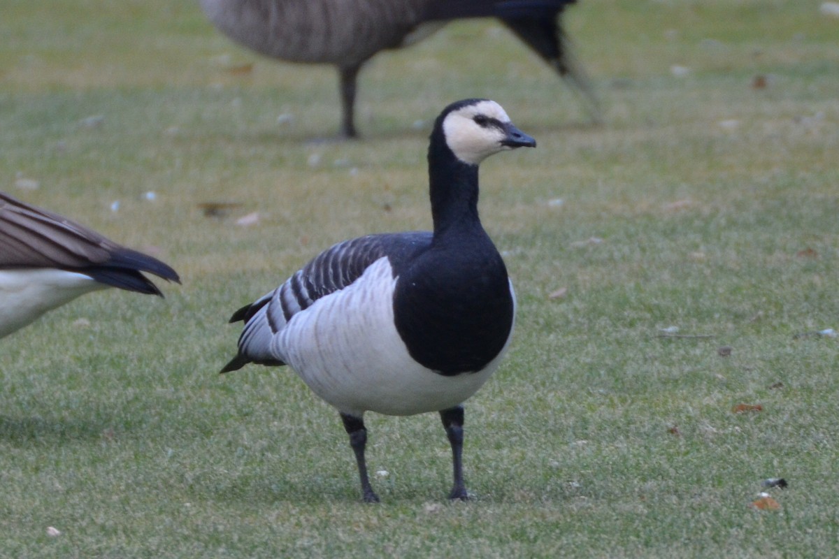 Barnacle Goose - ML92026591