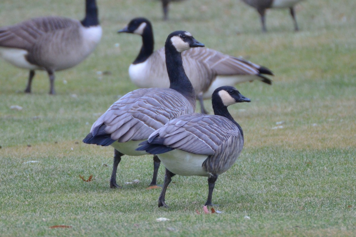 Barnacle x Cackling Goose (hybrid) - ML92026791