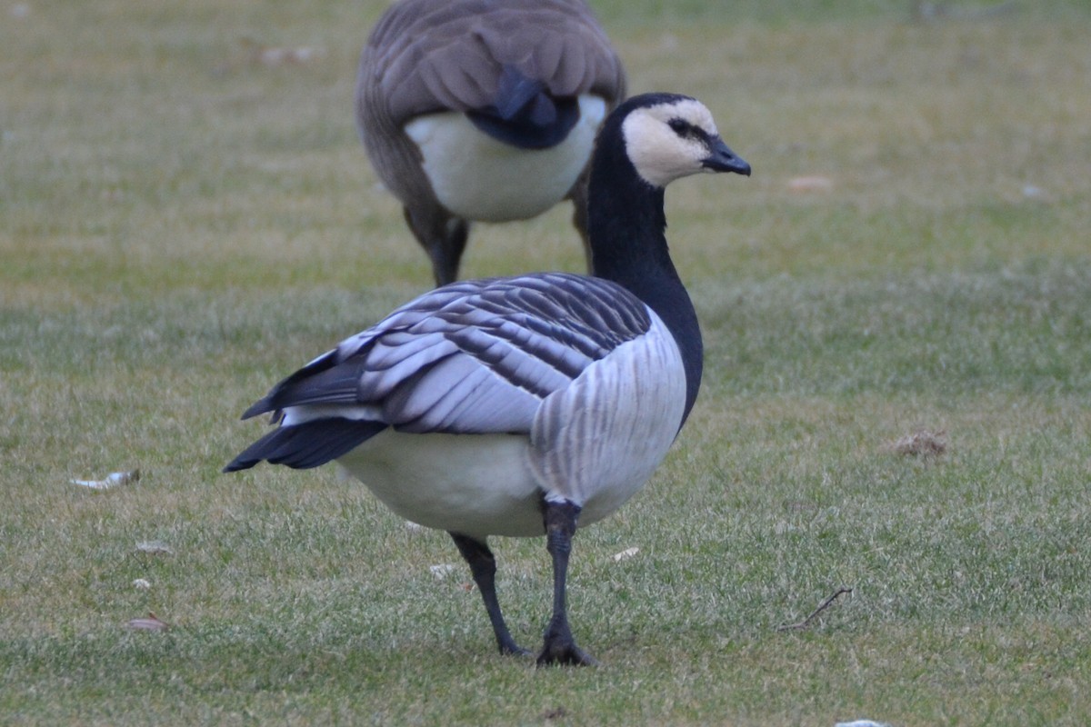 Barnacle Goose - ML92026811