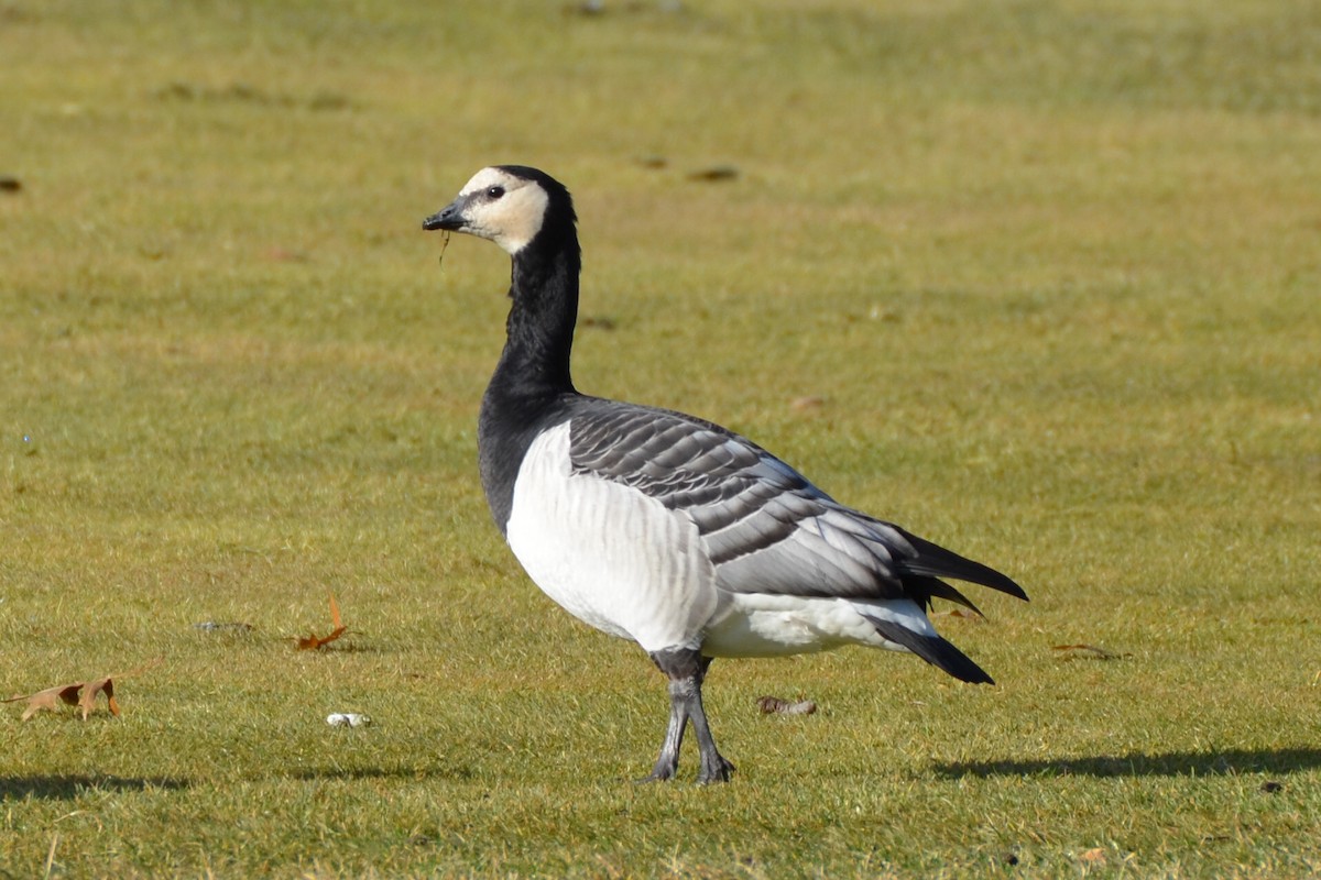 Barnacle Goose - ML92027141