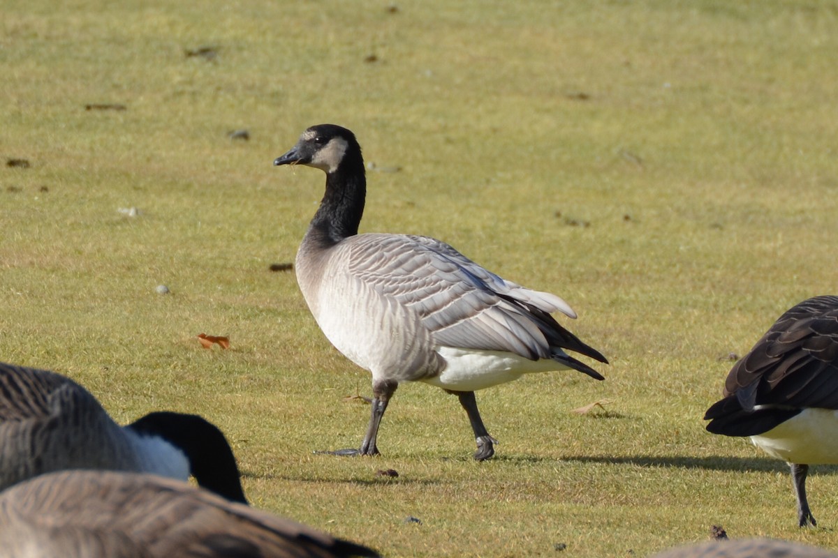 Barnacle x Cackling Goose (hybrid) - ML92027161