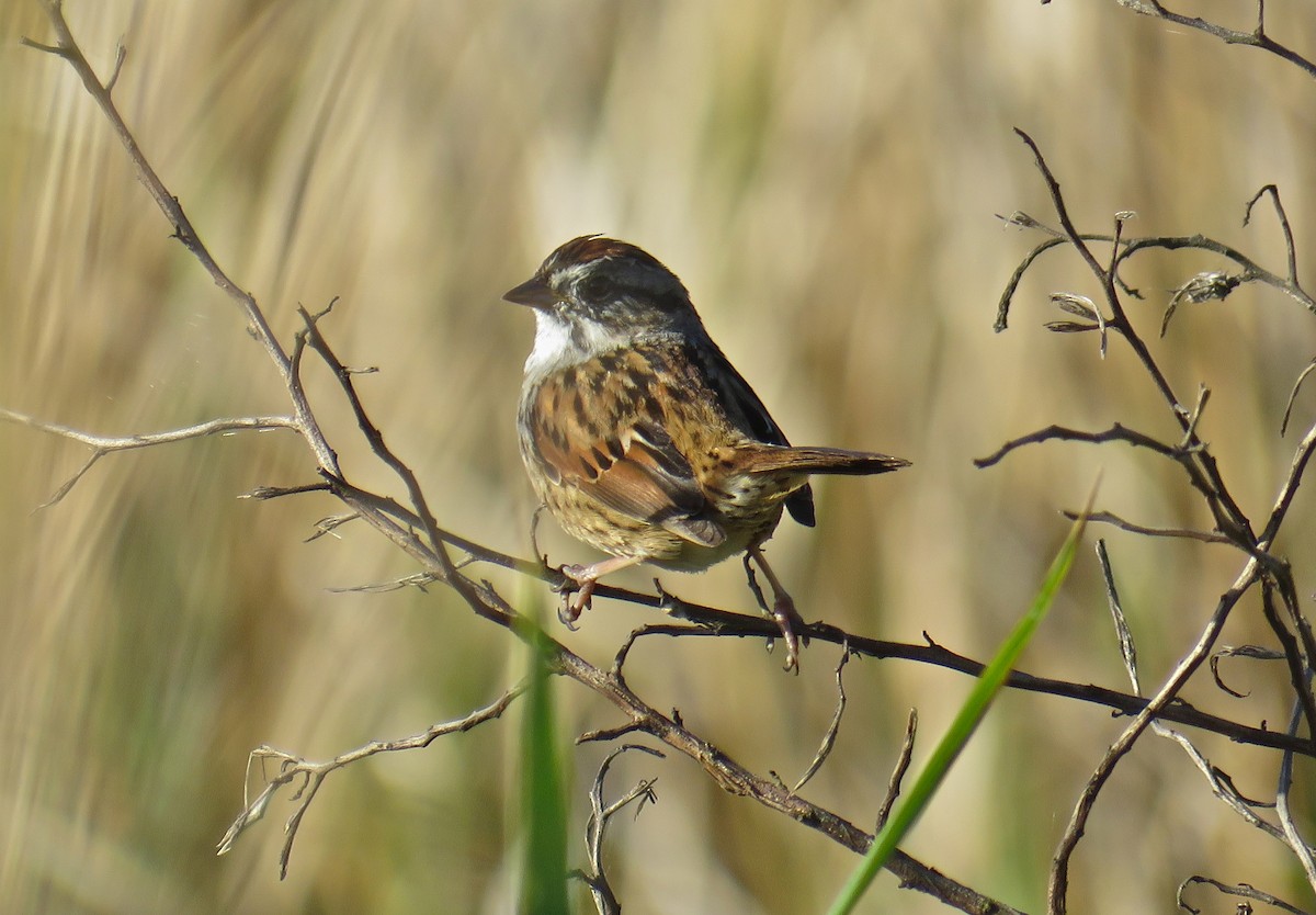 Swamp Sparrow - Roy Netherton