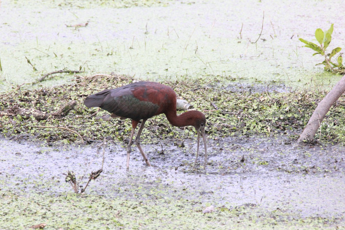 ibis hnědý - ML92029531