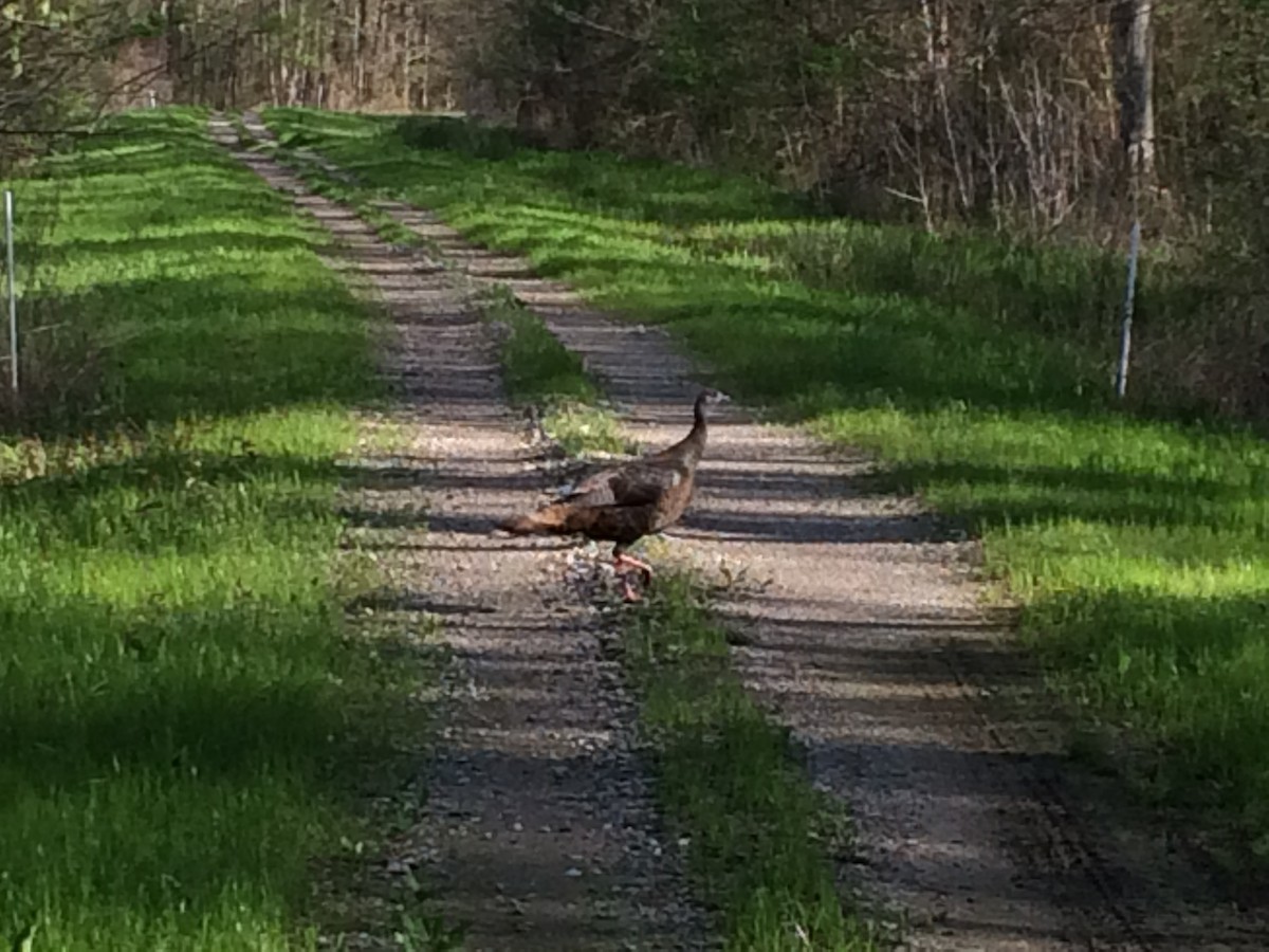 Wild Turkey - ML92029911