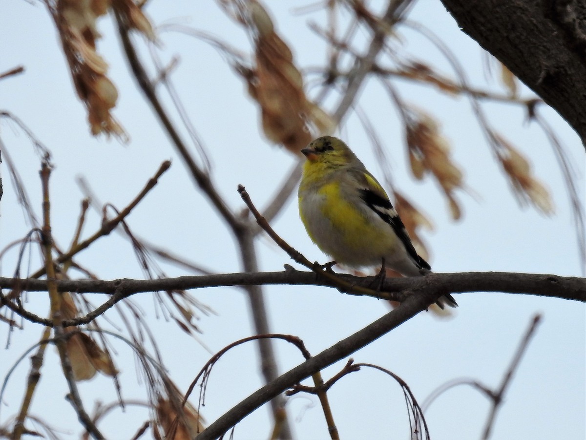 American Goldfinch - Allison Zhang