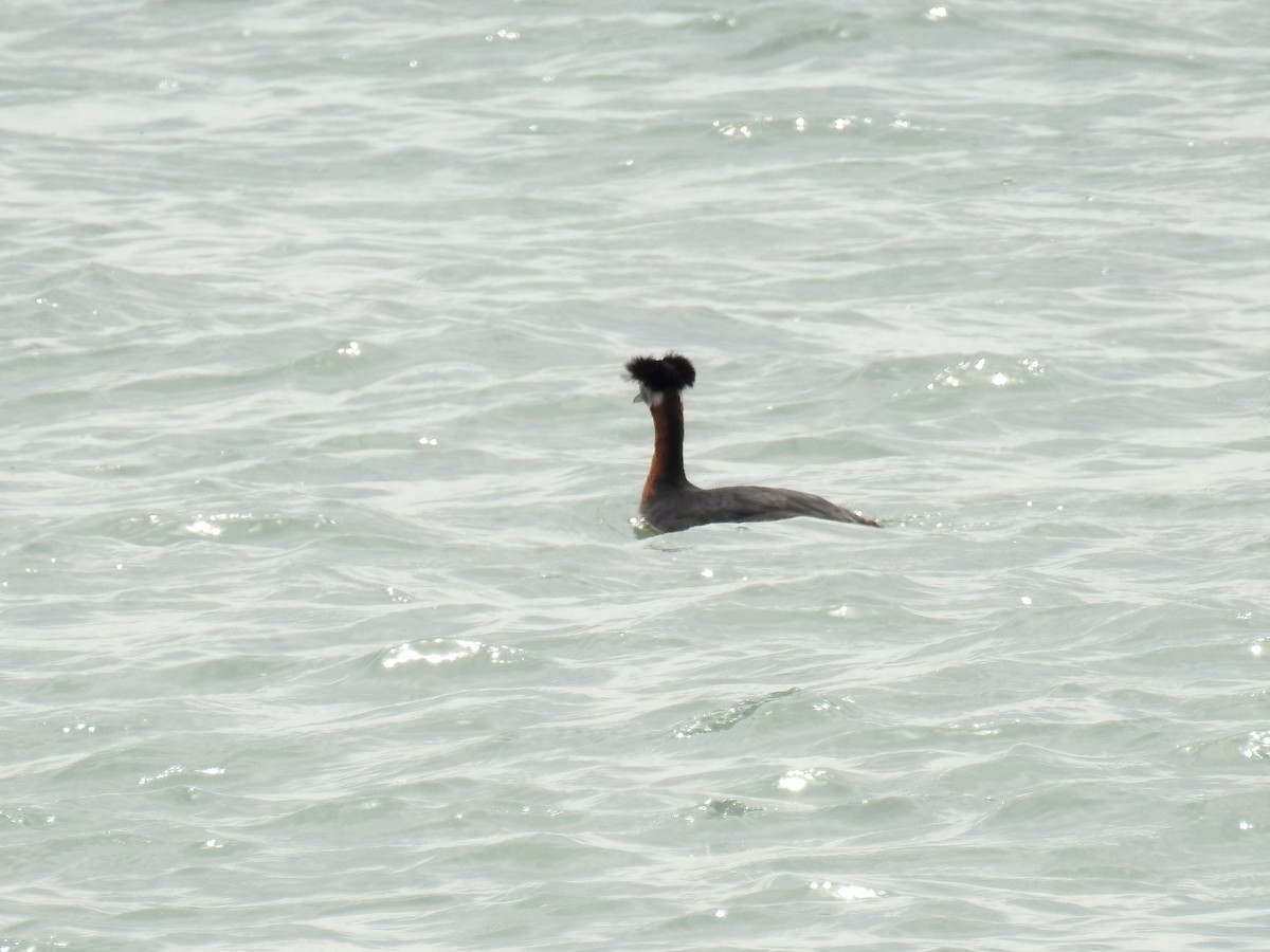 Red-necked Grebe - ML92032051