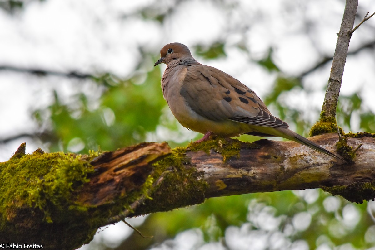 Mourning Dove - Fábio Freitas