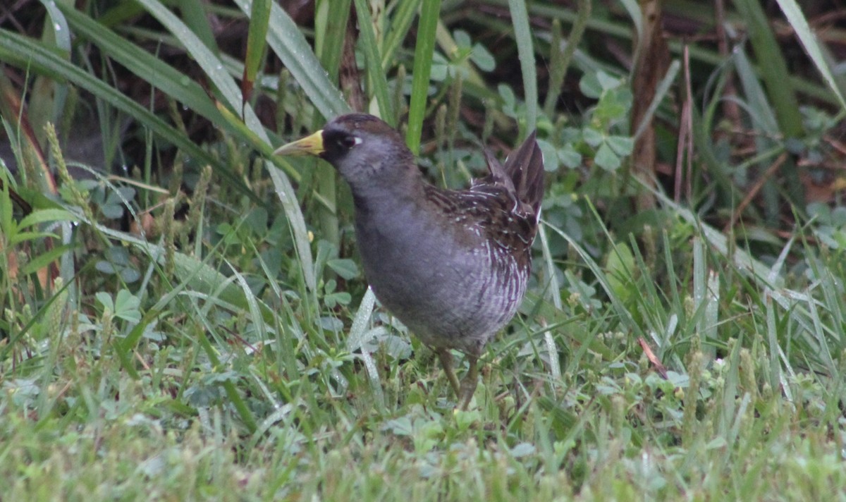 カオグロクイナ - ML92033921