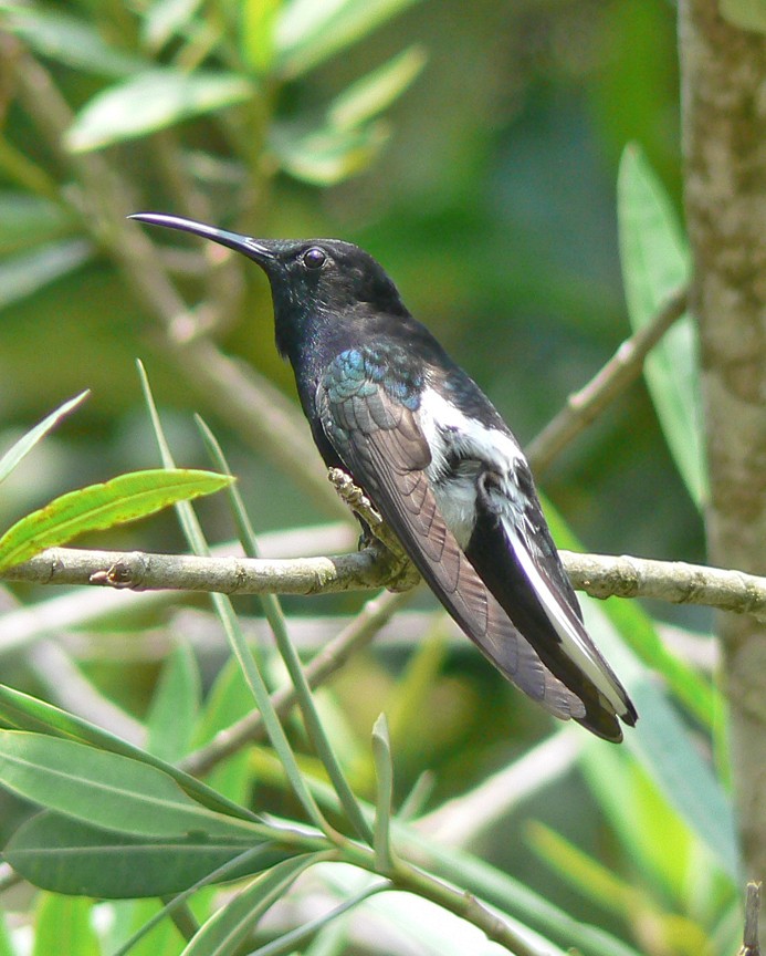 kolibřík černobílý - ML92034581