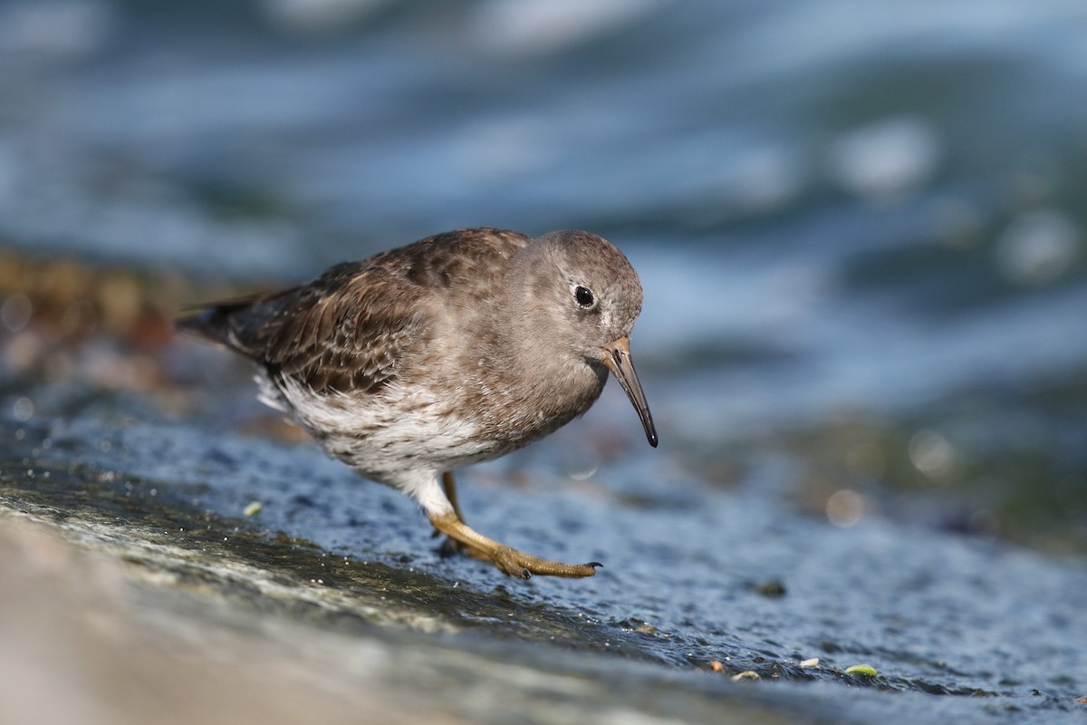 Purple Sandpiper - Bob Friedrichs