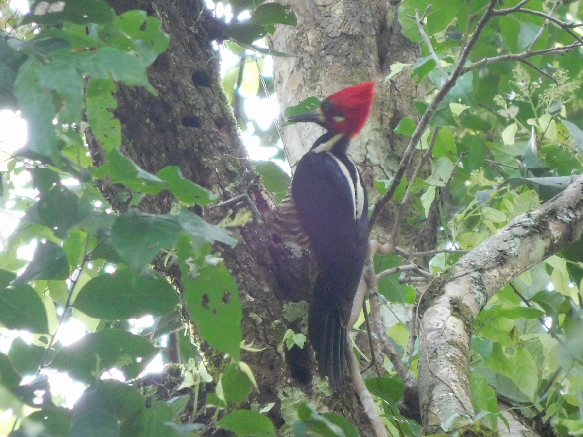 Crimson-crested Woodpecker - ML92035381