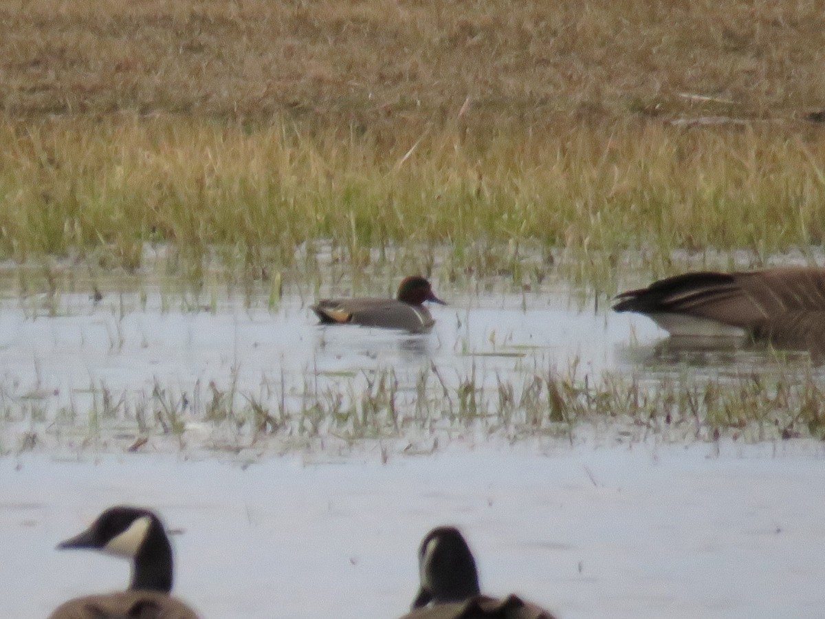 Green-winged Teal - ML92035441