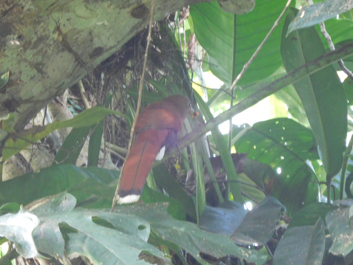 Squirrel Cuckoo - ML92035711