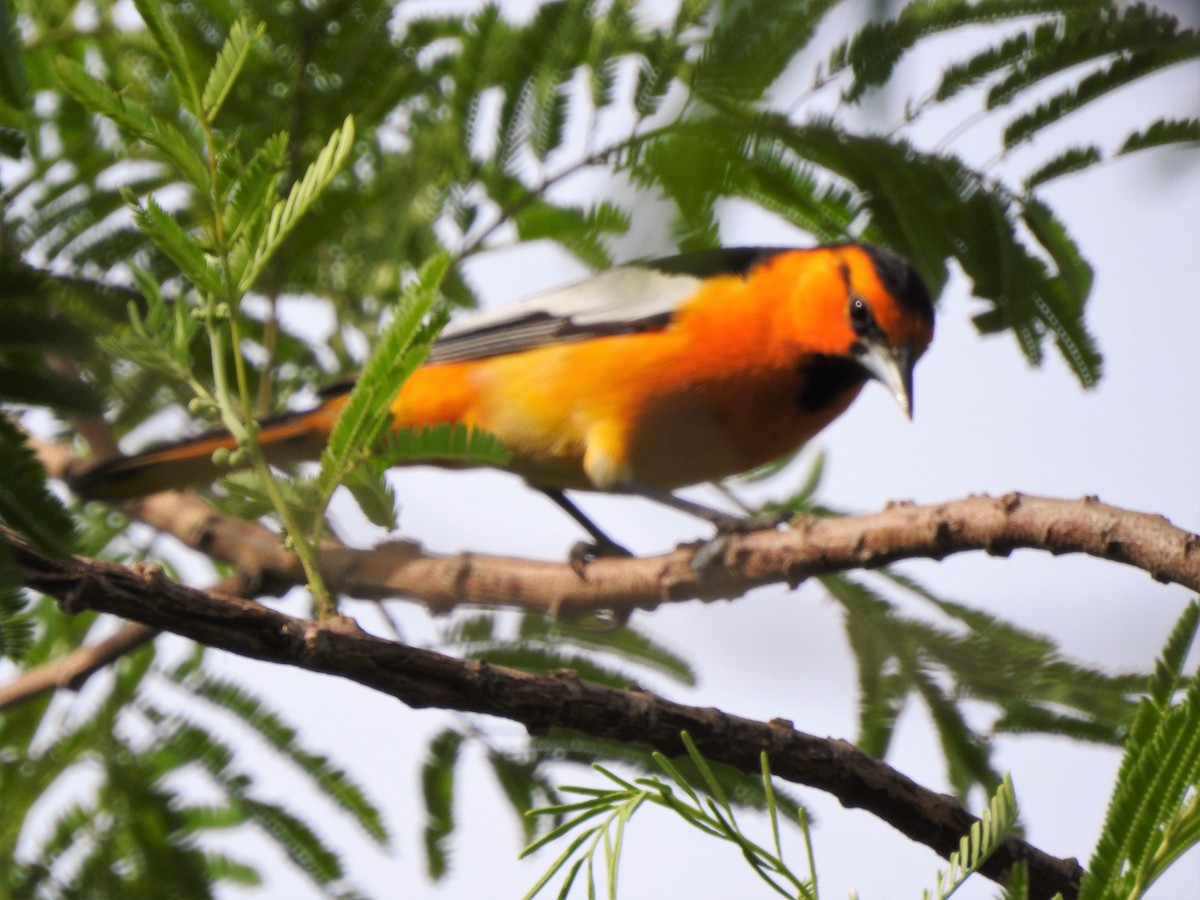 Bullock's Oriole - ellen horak