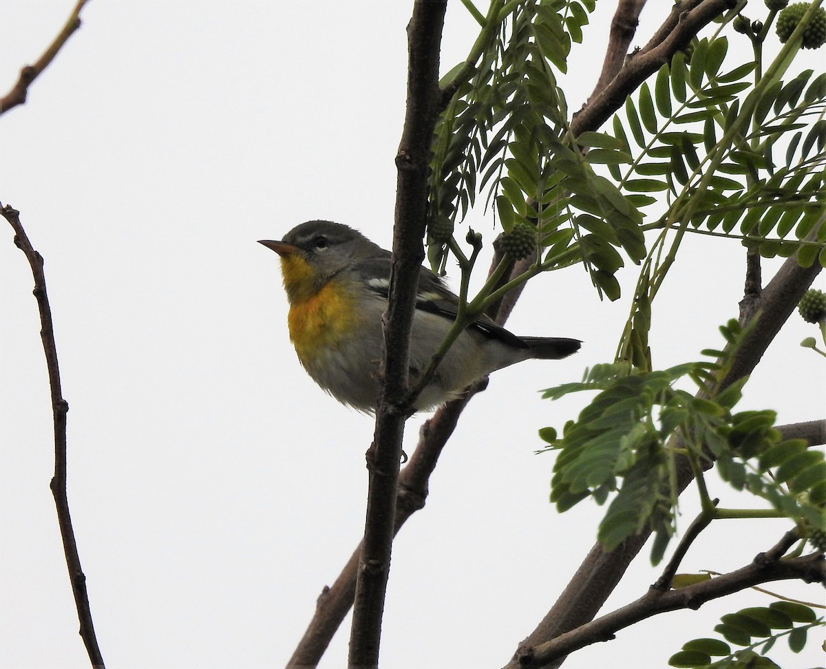 Northern Parula - ML92036011