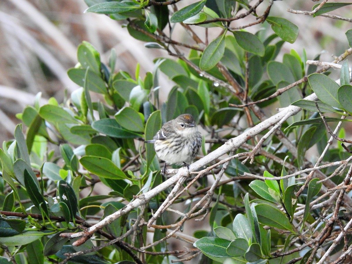 Yellow-rumped Warbler - ellen horak