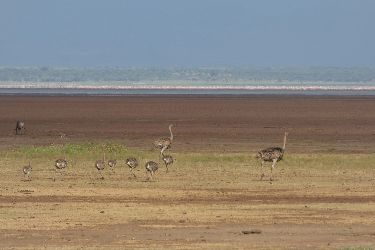 Common Ostrich - ML92037461