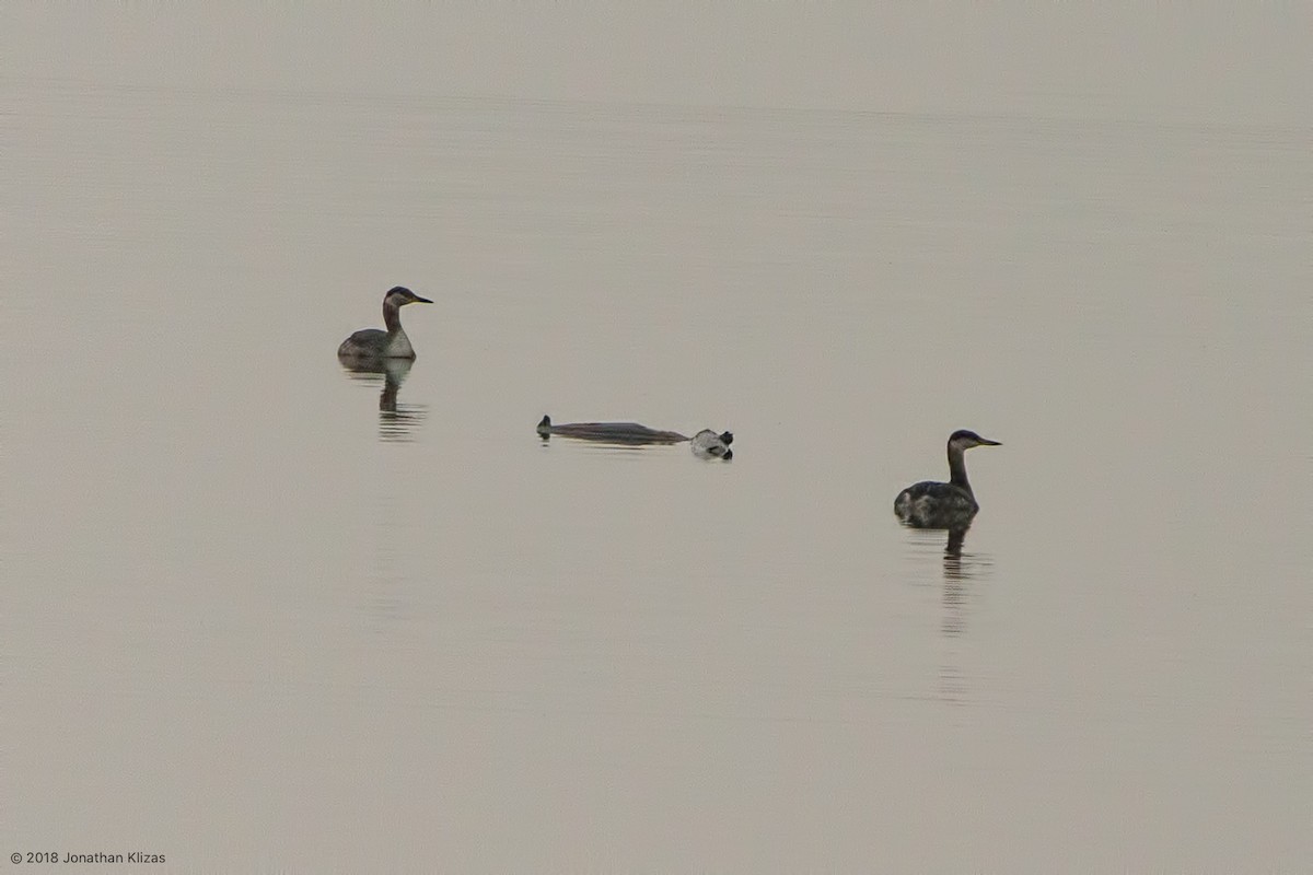 Red-necked Grebe - ML92038691