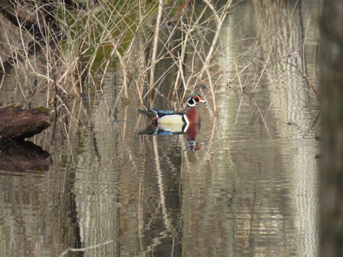 Wood Duck - ML92041261