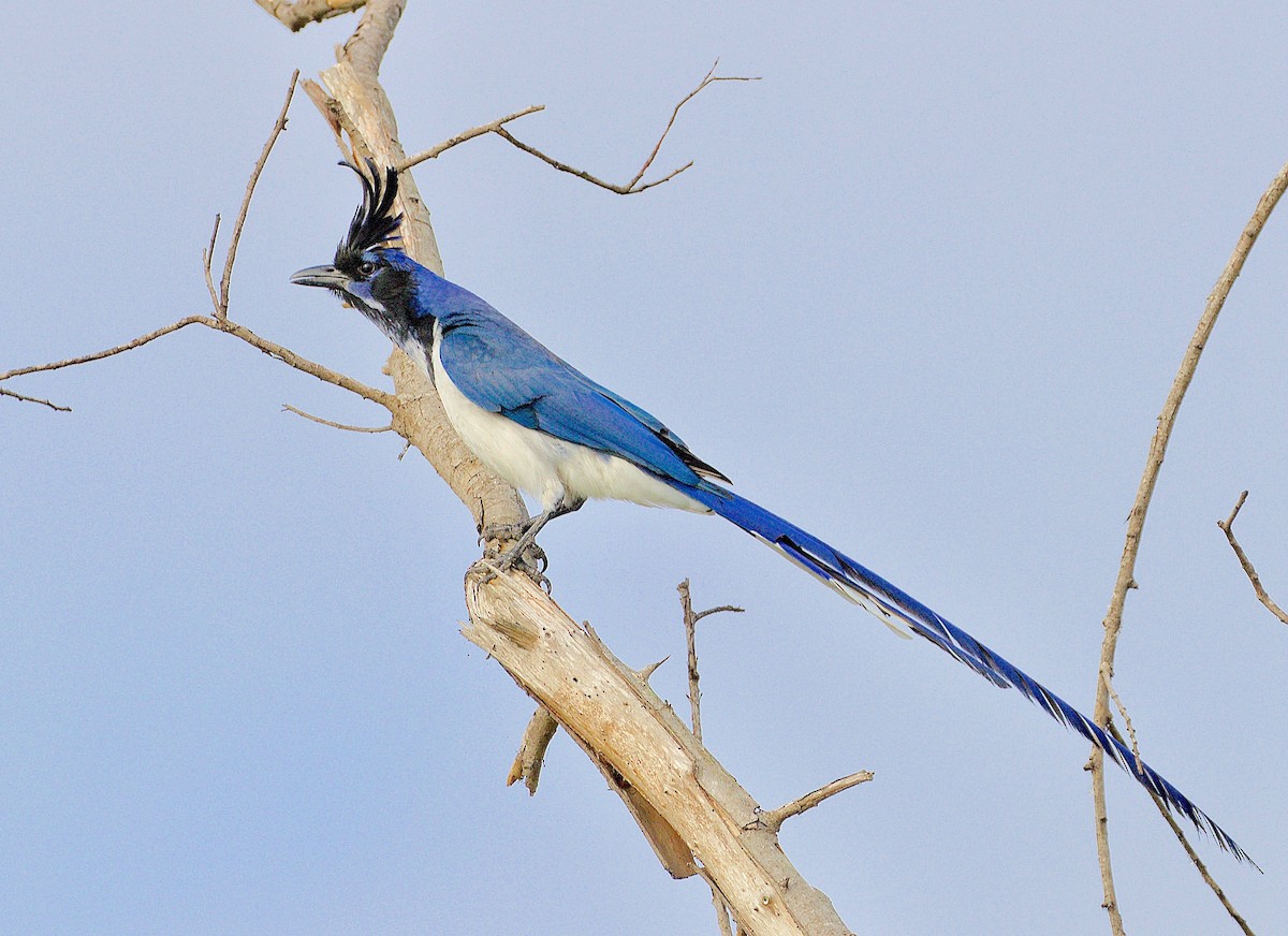 Black-throated Magpie-Jay - ML92042791