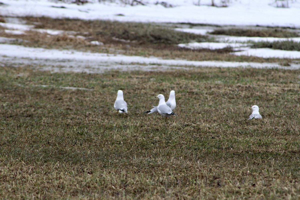 Ring-billed Gull - Jenn Megyesi