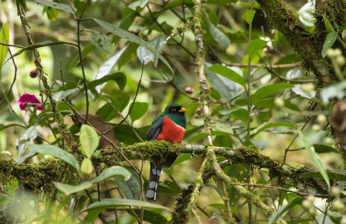 Maskeli Trogon - ML92046481